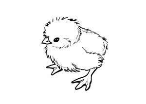 Baby chick coloring page