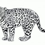 Cheetah coloring page