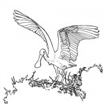 Roseata spoonbill bird coloring page