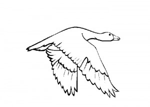 Snow goose coloring page