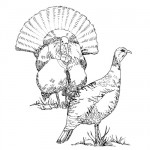 Turkey bird coloring page