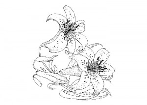 Lily flower coloring page