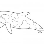 Cute orca coloring pages