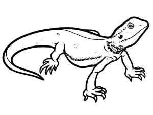 Printable Bearded Dragon coloring pages