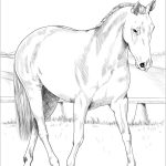 Australian Stock Horse coloring pages