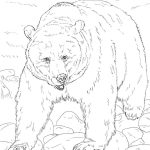 Digital Realistic Brown Bear coloring pages