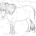 Icelandic Horse coloring pages