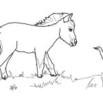 Little Horse and Bird coloring pages