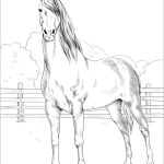 Morgan Horse coloring pages