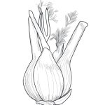 Fennel coloring pages
