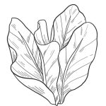 Lettuce coloring pages