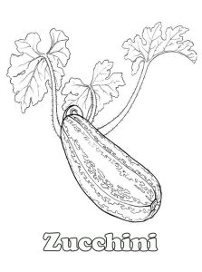 Zucchini coloring pages