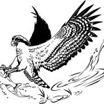 Eagle fishing coloring pages
