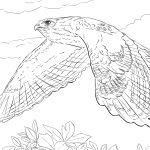 Hawk hunting coloring pages for adults