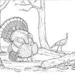 Turkeys hunting coloring pages
